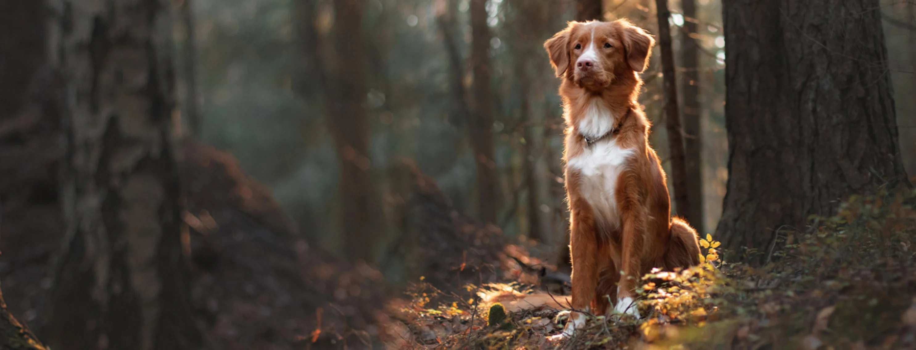 Brown Dog Sitting in the Forest